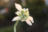 Galanthus nivalis f. pleniflorus 'Flore Pleno' RCP3-2016 (32) .JPG
